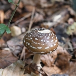 Panteramaniet (Amanita pantherina). Panteramaniet (Amanita pantherina).