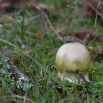Groene knolamaniet (Amanita phalloides). Groene knolamaniet (Amanita phalloides).