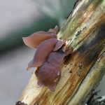 Judasoor (Auricularia auricula-judae). Judasoor (Auricularia auricula-judae).