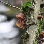 Judasoor (Auricularia auricula-judae). Judasoor (Auricularia auricula-judae).