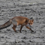 Vos (Vulpes vulpes). Vos (Vulpes vulpes).