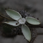 Doornappel (Datura stramonium). Doornappel (Datura stramonium).