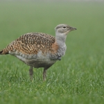Grote trap (Otis tarda). Grote trap (Otis tarda).