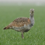 Grote trap (Otis tarda). Grote trap (Otis tarda).