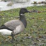 Rotgans (Branta bernicla). Rotgans (Branta bernicla).