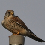 Torenvalkje (Falco tinnunculus). Torenvalkje (Falco tinnunculus).