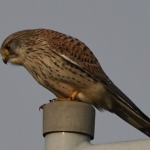Torenvalkje (Falco tinnunculus). Torenvalkje (Falco tinnunculus).