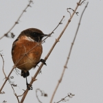 Roodborsttapuit (Saxicola rubicola). Roodborsttapuit (Saxicola rubicola).