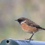 Roodborsttapuit (Saxicola rubicola). Roodborsttapuit (Saxicola rubicola).