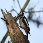 Grote bonte specht (Dendrocopos major). Grote bonte specht (Dendrocopos major).