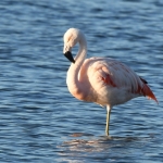 Flamingo. Flamingo.