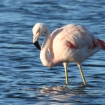 Flamingo. Flamingo.
