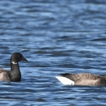 Rotgans (Branta bernicla). Rotgans (Branta bernicla).