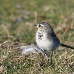 Witte kwikstaart (Motacilla alba). Witte kwikstaart (Motacilla alba).