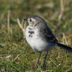 Witte kwikstaart (Motacilla alba). Witte kwikstaart (Motacilla alba).