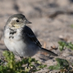 Witte kwikstaart (Motacilla alba). Witte kwikstaart (Motacilla alba).