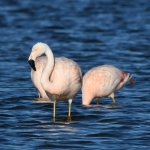 Flamingo. Flamingo.