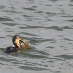 Aalscholver (Phalacrocorax carbo). Aalscholver (Phalacrocorax carbo).