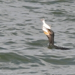 Aalscholver (Phalacrocorax carbo). Aalscholver (Phalacrocorax carbo).