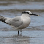 Grote Stern (Thalasseus sandvicensis). Grote Stern (Thalasseus sandvicensis).