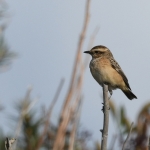 Paapje (Saxicola rubetra). Paapje (Saxicola rubetra).