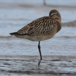 Rosse Grutto (Limosa lapponica). Rosse Grutto (Limosa lapponica).