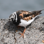 Steenloper (Arenaria interpres). Steenloper (Arenaria interpres).