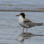Visdief (Sterna hirundo). Visdief (Sterna hirundo).