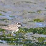 Bontbekplevier (Charadrius hiaticula).Bontbekplevier (Charadrius hiaticula). Bontbekplevier (Charadrius hiaticula).Bontbekplevier (Charadrius hiaticula).