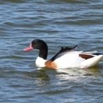 Bergeend (Tadorna tadorna). Bergeend (Tadorna tadorna).