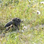 Haas (Lepus europaeus). Haas (Lepus europaeus).