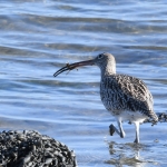 Wulp (Numenius arquata). Wulp (Numenius arquata).