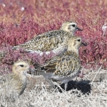 Goudplevier (Pluvialis apricaria). Goudplevier (Pluvialis apricaria).