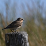Tapuit (Oenanthe oenanthe). Tapuit (Oenanthe oenanthe).