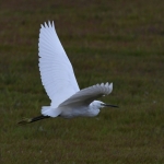 Kleine zilverreiger (Egretta garzetta). Kleine zilverreiger (Egretta garzetta).