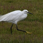 Kleine zilverreiger (Egretta garzetta). Kleine zilverreiger (Egretta garzetta).
