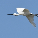 Lepelaar (Platalea leucorodia). Lepelaar (Platalea leucorodia).