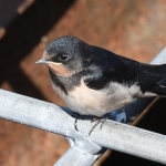 Boerenzwaluw (Hirundo rustica). Boerenzwaluw (Hirundo rustica).