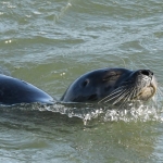 Zeehond. Zeehond.