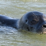 Zeehond. Zeehond.