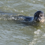 Zeehond. Zeehond.