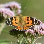 Distelvlinder (Vanessa cardui). Distelvlinder (Vanessa cardui).