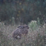 Haas (Lepus europaeus). Haas (Lepus europaeus).