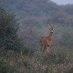 Ree (Capreolus capreolus). Ree (Capreolus capreolus).