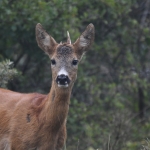 Ree (Capreolus capreolus). Ree (Capreolus capreolus).