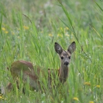 Ree (Capreolus capreolus). Ree (Capreolus capreolus).