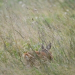 Ree (Capreolus capreolus). Ree (Capreolus capreolus).