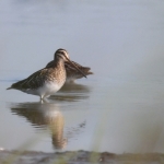 Watersnip (Gallinago gallinago). Watersnip (Gallinago gallinago).