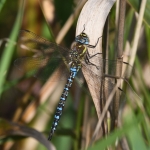 Paardenbijter (Aeshna mixta). Paardenbijter (Aeshna mixta).