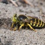 Harkwesp (Bembix rostrata). Harkwesp (Bembix rostrata).